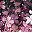 Cherry Blossoms