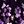 Purple Black Floral