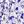 Purple White Floral