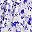Purple White Floral