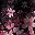 Cherry Blossoms