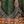 Green Feather