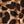 Leopard Print