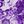 Purple Paisley