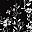 Black Floral Print