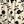 Cream Black Floral