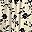 Cream Black Floral