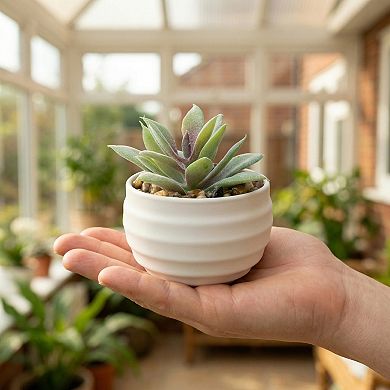 Small Artificial Succulents in White Pots Realistic Faux Potted Plants for Home Office Desk Decor