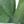 Jade Leaf Bright Green
