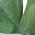 Jade Leaf Bright Green