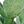 Jade Stem Light Green