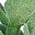 Jade Stem Light Green