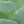 Soft Green