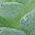 Soft Green