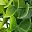 Eucalyptus
