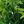Snakeweed