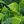 Tea Leaves