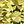 Gold Tone Aug