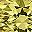 Gold Tone Aug