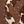 Brown Cow Print