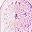 Blush Luster