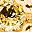 Gold Tone August