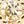 Gold Tone November