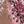 Taupe Berry