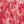 Raspberry Paisley