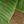Banana Tree