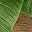 Banana Tree