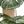 Monstera Tree