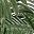 Palm Tree
