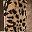 Leopard Print
