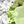 Genuine Peridot