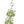 Genuine Peridot