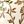 Green Beige