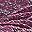 Pink Purple