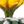 Yellow Cactus