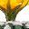 Yellow Cactus