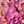 Pink Mauve