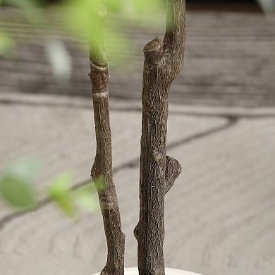 VeriNatural 6FT Faux Eucalyptus Tree with Plastic Pot, Artificial Eucalyptus Plant for Home Decor