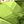 Genuine Peridot