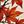 Red Maple Leaves