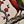 Golden Pheasant