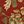 Red Vintage Floral