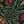 Green Pomegranate