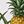 Yellow Pineapple