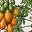 Botanical Papaya Tree