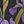 Purple Iris Floral